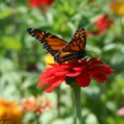 Butterfly Flower Crop